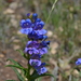Sawsepal Penstemon - Photo (c) Timm Richardson, some rights reserved (CC BY-NC), uploaded by Timm Richardson