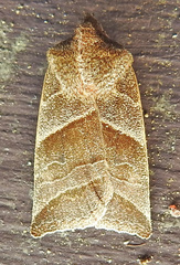 Eupsilia devia