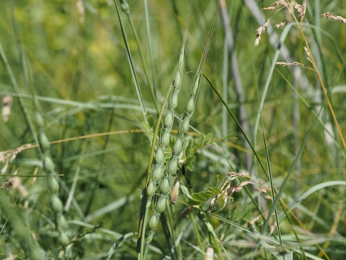 swollen goatgrass (Aegilops ventricosa)