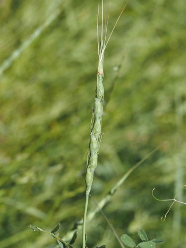 Aegilops ventricosa, photograph 3