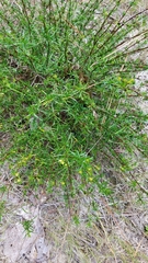 Hypericum lloydii