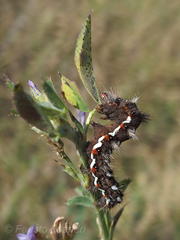 Acronicta rumicis