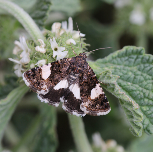 Four-spotted Moth, photo 2 of 10