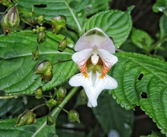 Impatiens devendrae