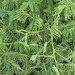 Acacia erythrantha