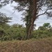 Acacia erythrantha