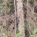 Acacia erythrantha