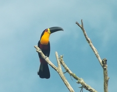 Ramphastos vitellinus