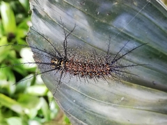 Pseudautomeris salmonea