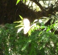 Papilio aegeus ormenus