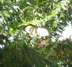 Papilio aegeus ormenus