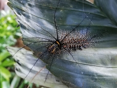 Pseudautomeris salmonea