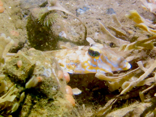 Common Dragonet, Sønder Stenderup, Region of Southern Denmark, DK, photo 8 of 10