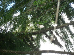 Papilio aegeus ormenus