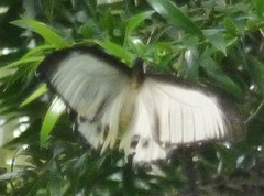 Papilio aegeus ormenus