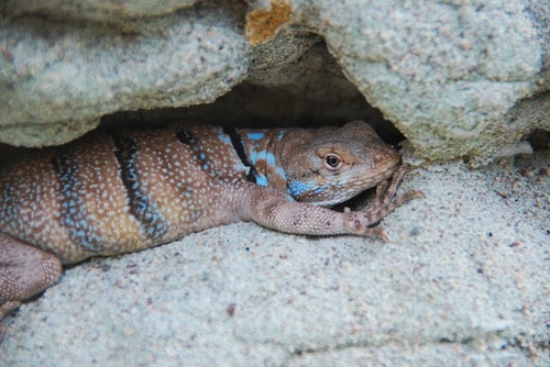 Shortnose Rock Lizard