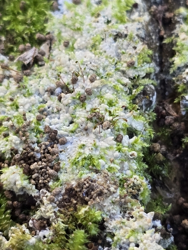 Rhaphidorrhynchium amoenum observed 2025-06-02