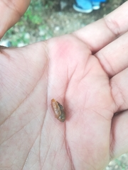 Streptostyla