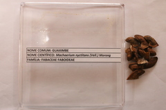 Machaerium nyctitans