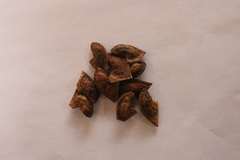 Machaerium nyctitans