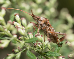 Leptoglossus occidentalis
