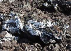 Arthothelium galapagoense