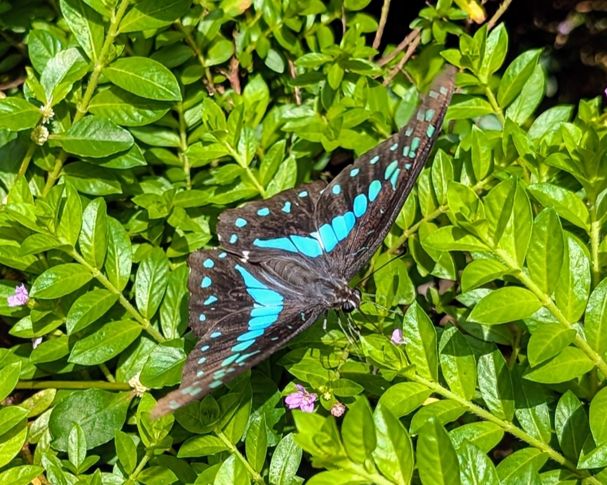 Common Jay