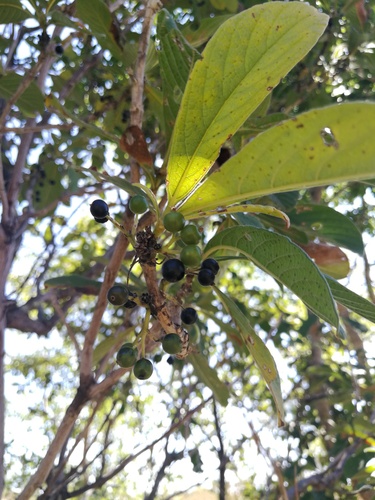 Gousiekte Tree
