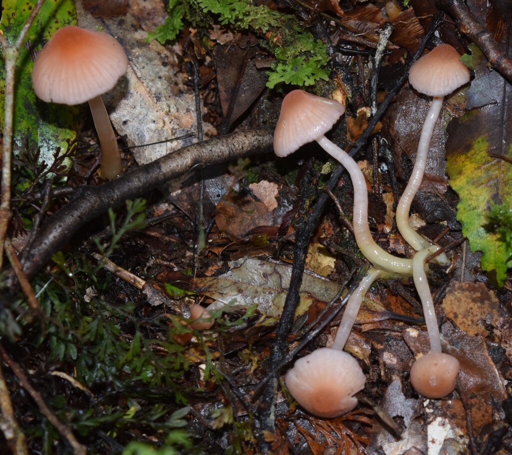 Gliophorus lilacinoides