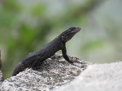 Sceloporus dugesii