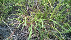 Salicornia perennis