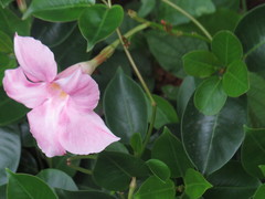 Mandevilla splendens