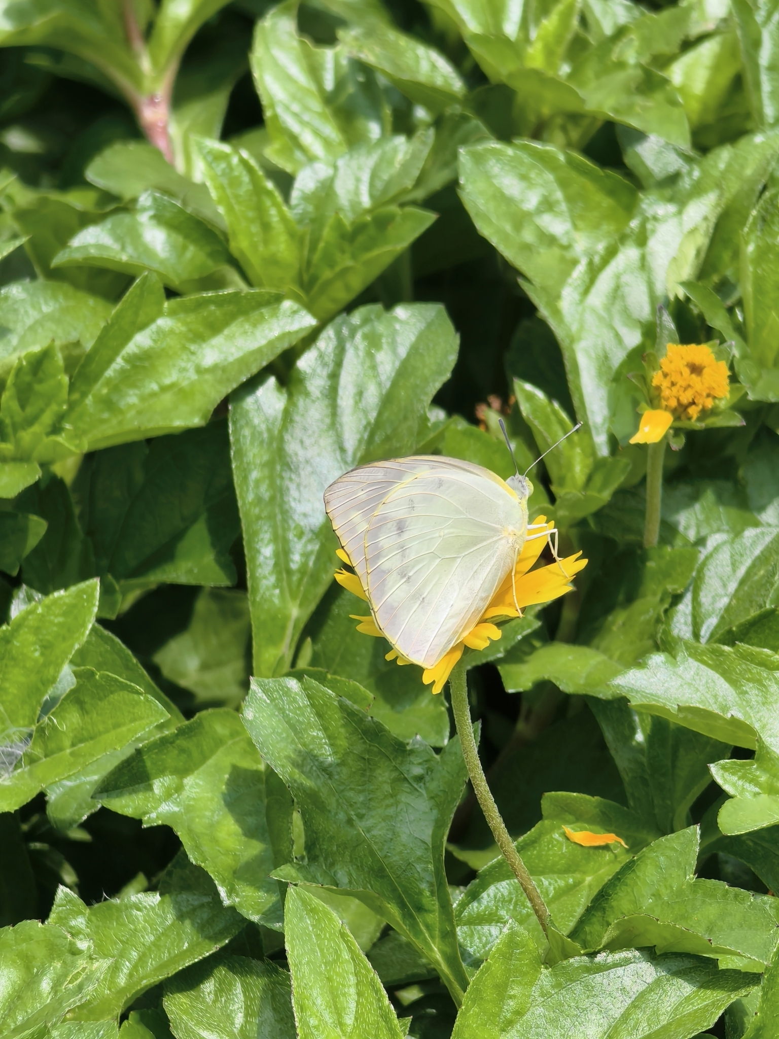 Lemon Emigrant