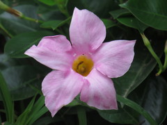 Mandevilla splendens