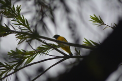 Euphonia trinitatis