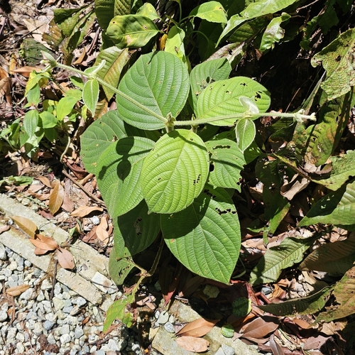Uncaria cordata observed 2025-05-17