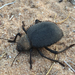 Urchin Beetle - Photo (c) Jonathan Cnaani, some rights reserved (CC BY-NC), uploaded by Jonathan Cnaani