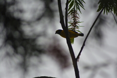 Euphonia trinitatis