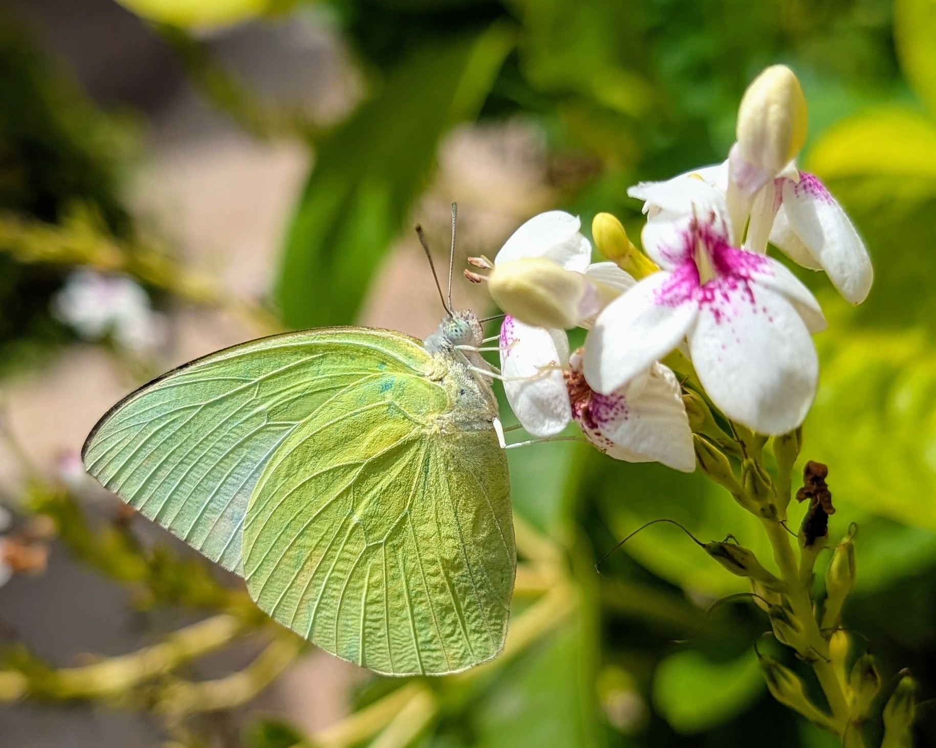 Lemon Emigrant