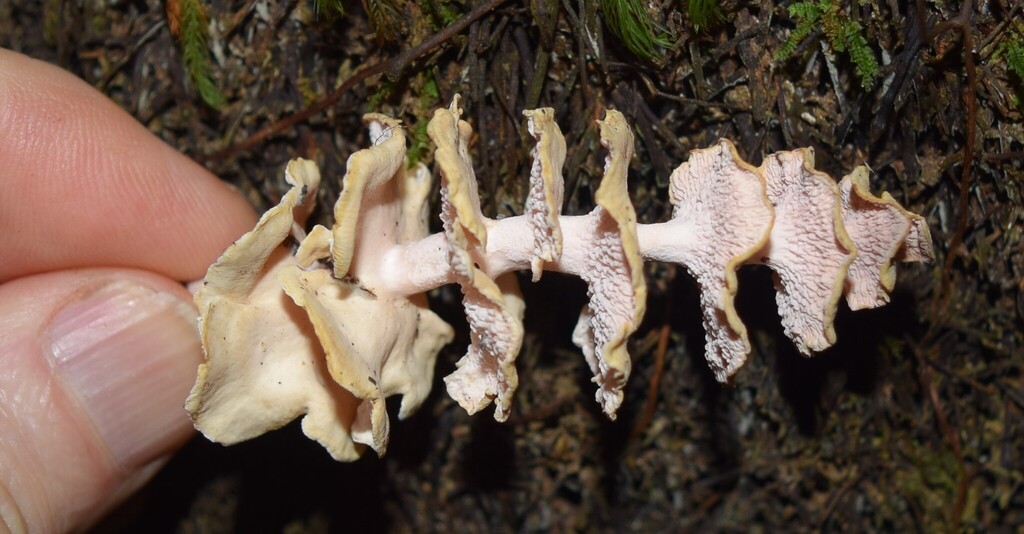 Podoserpula pusio · June 2025 · photo: © davidwhyte (iNaturalist, cc-by-sa)