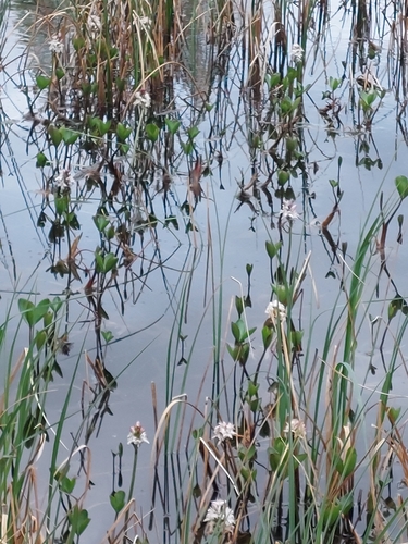 Bogbean