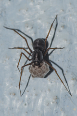 Scytodes fusca