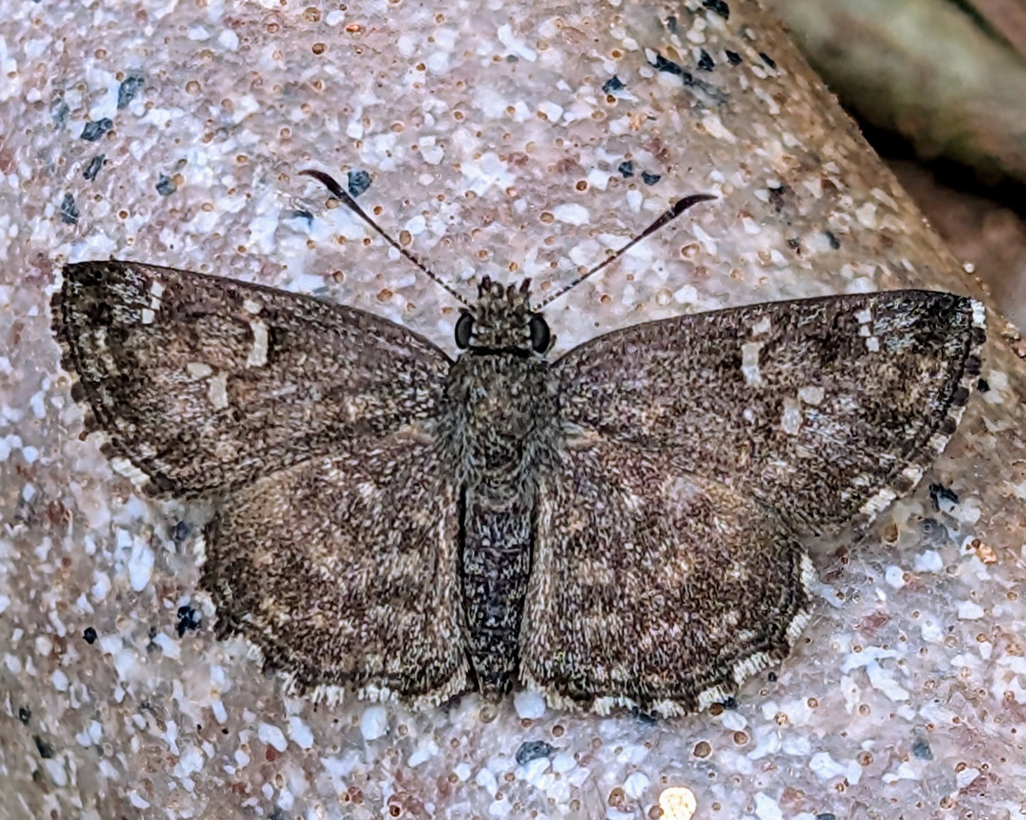 Spotted Small Flat