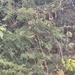 Acacia erythrantha