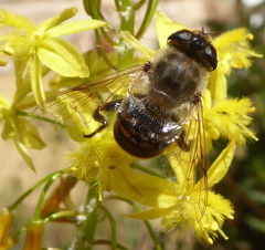 Eristalis tenax