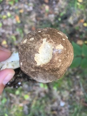 Leccinellum quercophilum