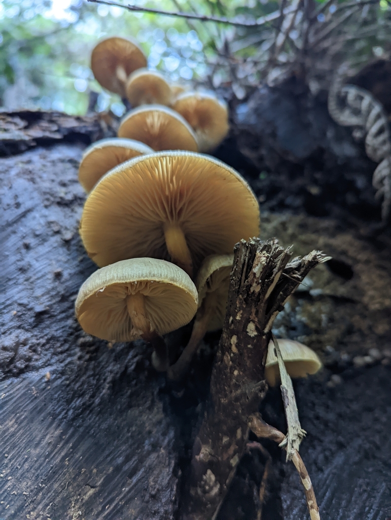 Armillaria novae-zelandiae · May 2025 · photo: © eosthusiast (iNaturalist, cc-by)