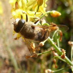 Eristalis tenax