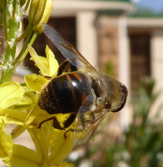 Eristalis tenax