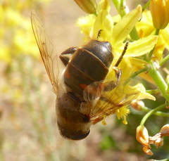 Eristalis tenax